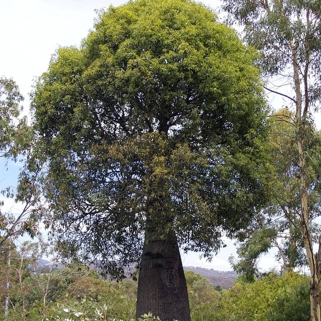 GRAINES brachychiton rupestris Arbre Bouteille Australien arbres rares monde végétal