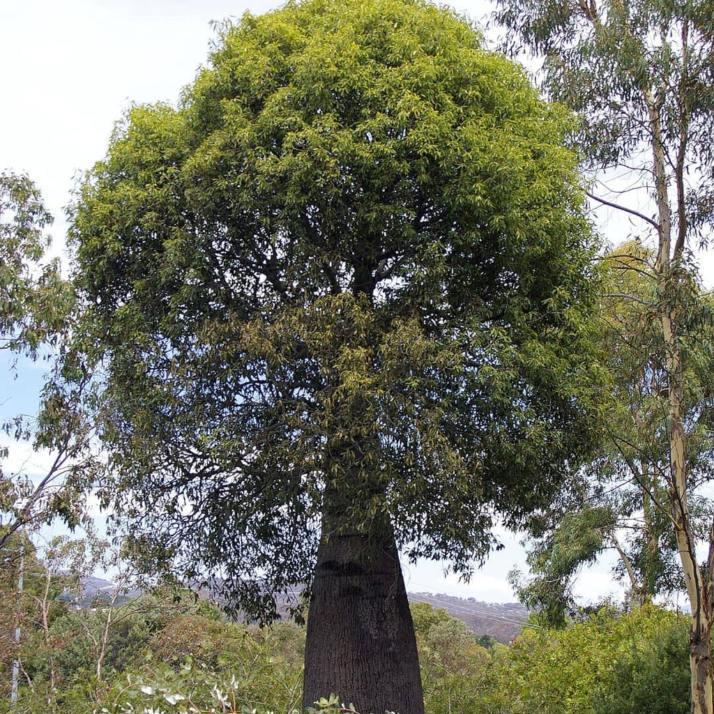 GRAINES - Arbre bouteille Australien (Brachychiton rupestris)