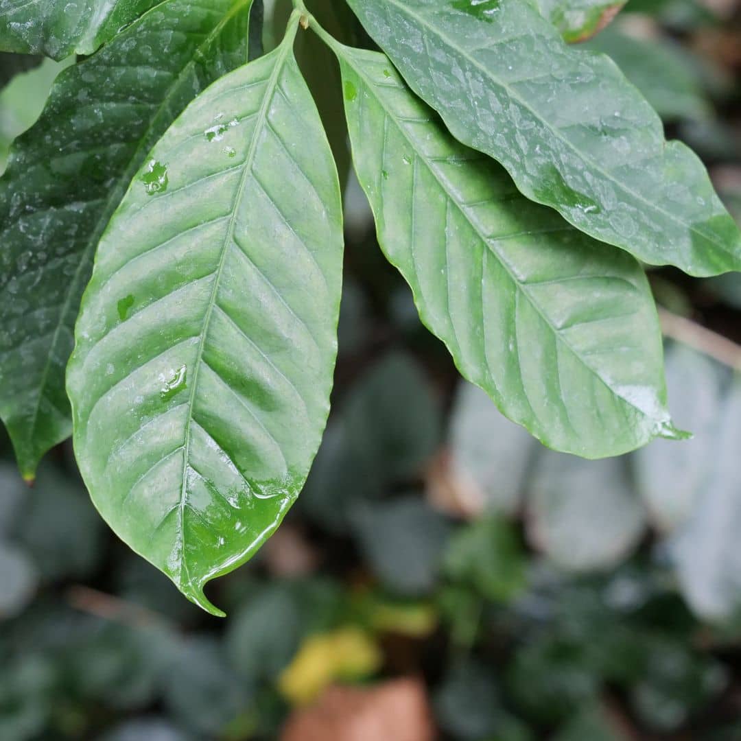 GRAINES caféier nain coffea arabica monde végétal comment cultiver coffea arabica nana