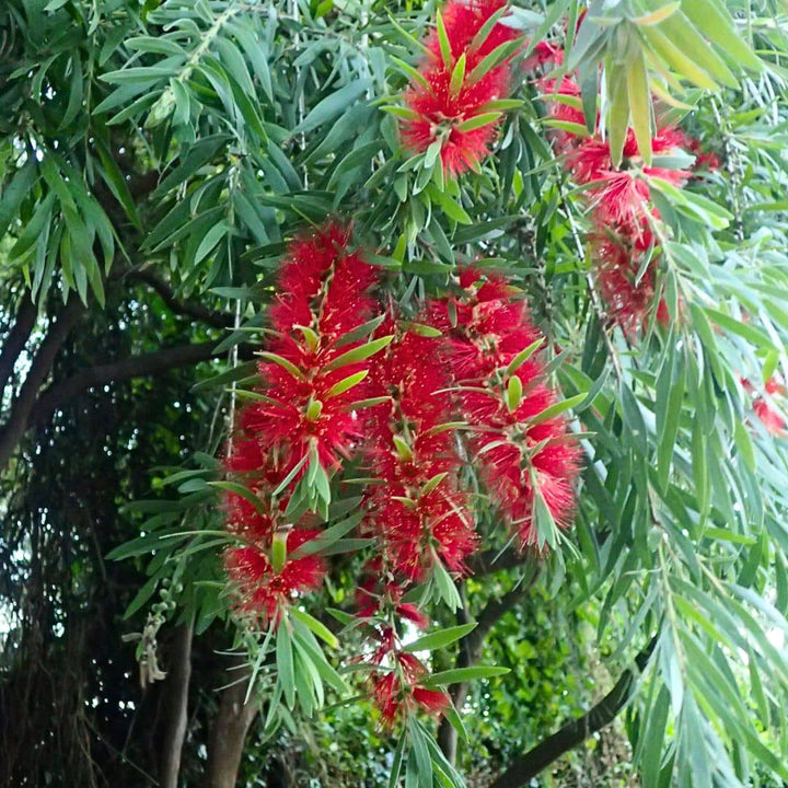 GRAINES callistemon viminalis  Callistemon pleureur rince bouteille pleureur monde végétal plantes rares