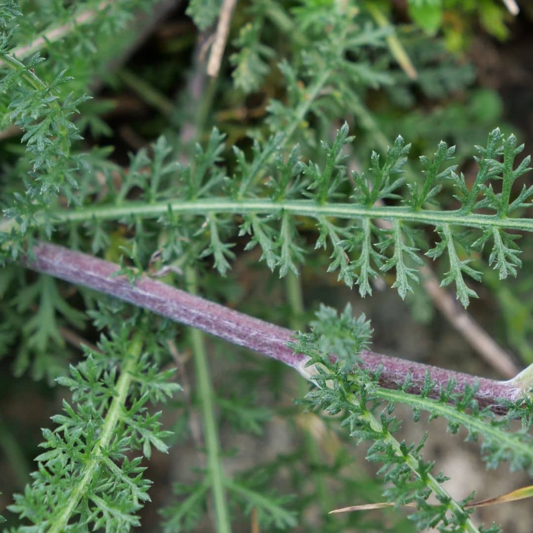 GRAINES d'Achillée Millefeuille plante sauvage utile monde végétal