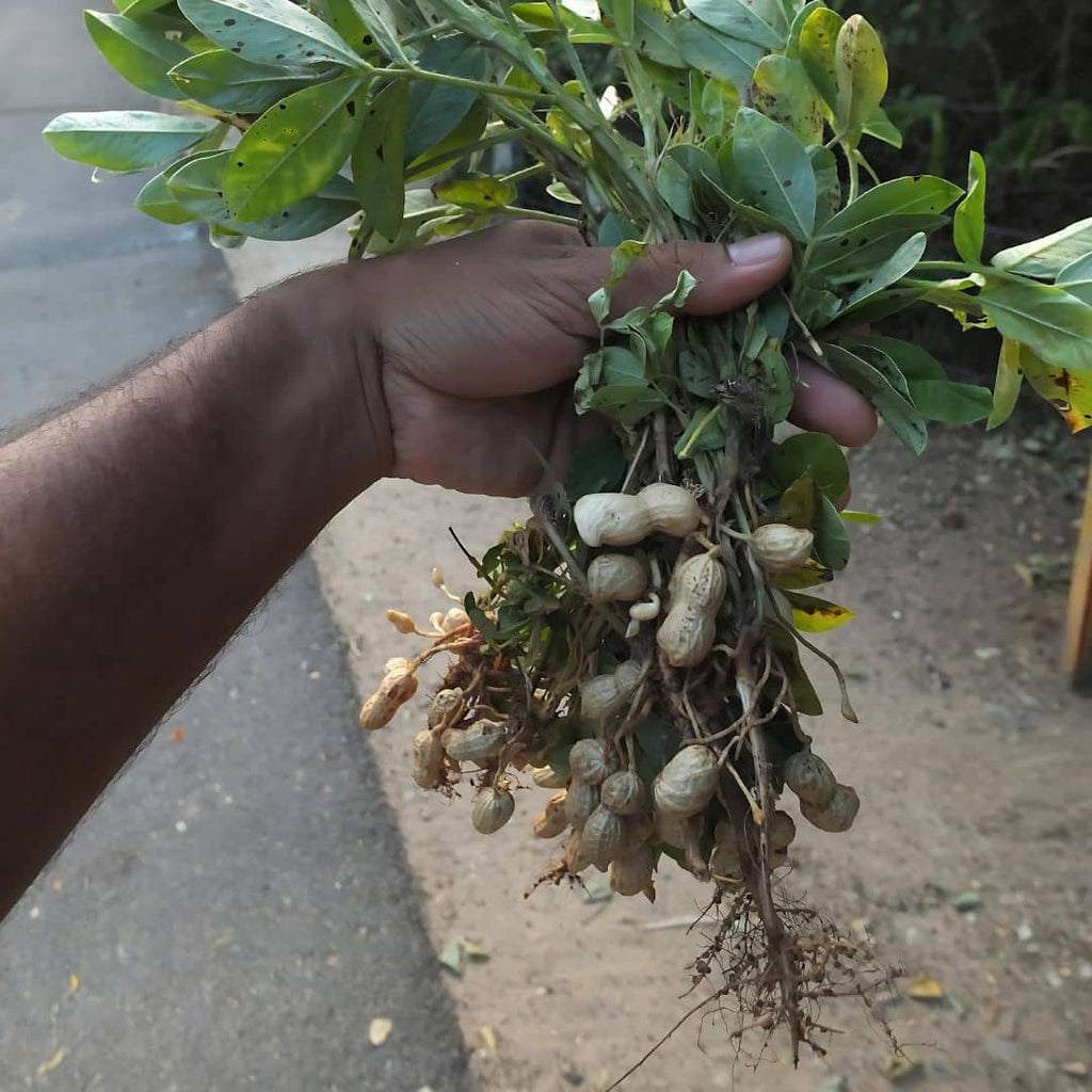 GRAINES - Cacahuète (Arachis hypogaea)