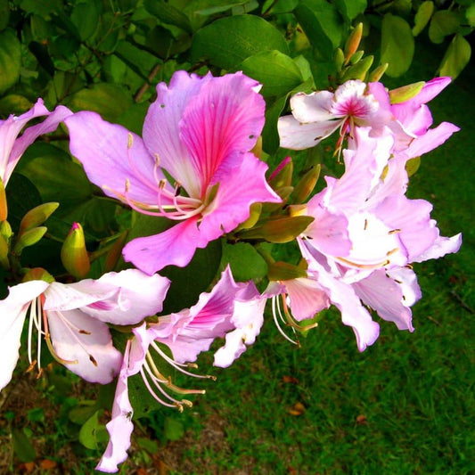 GRAINES d'Arbre à Orchidée Bauhinia variegata arbustes rares monde végétal