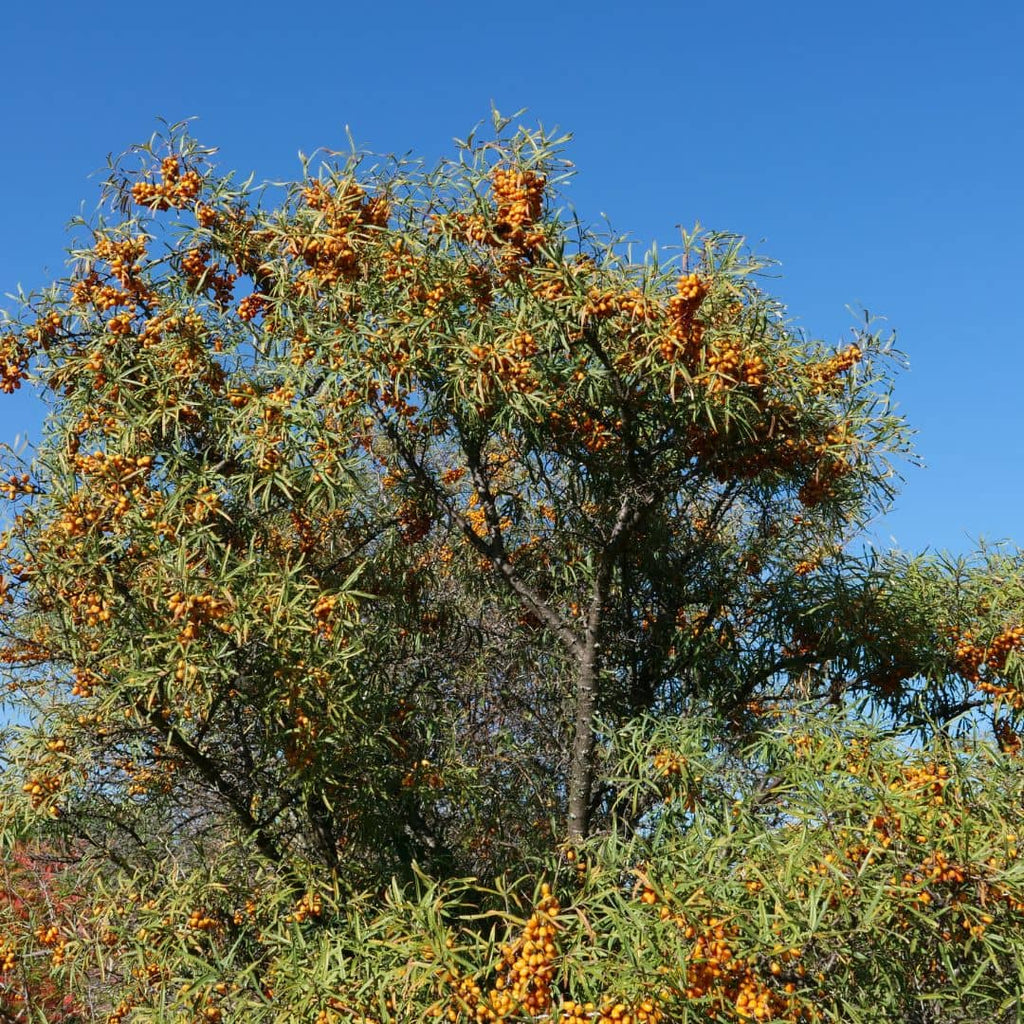 semences hippophae rhamnoides à planter et cultiver monde végétal