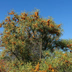 semences hippophae rhamnoides à planter et cultiver monde végétal
