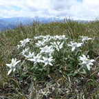 GRAINES d'Edelweiss Leontopodium alpinum plantes aromatiques rares monde végétal