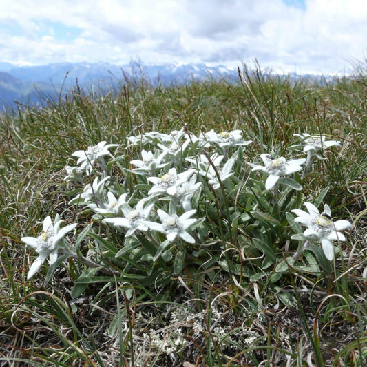 GRAINES d'Edelweiss Leontopodium alpinum plantes aromatiques rares monde végétal