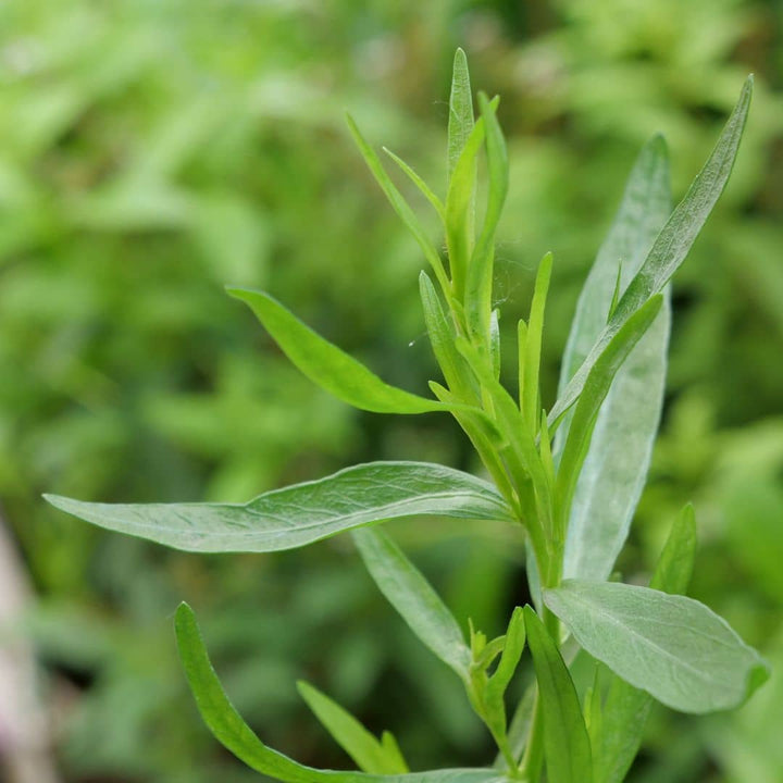 GRAINES d'Estragon artemisia dracunculus plantes aromatiques monde végétal