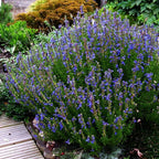 GRAINES d'Hysope Officinale Hyssopus officinalis monde végétal plantes médicinales et aromatiques