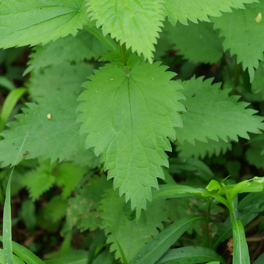 GRAINES d'Urtica dioica ortie dioique plantes comestibles sauvages et rustiques monde végétal