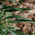 feuilles argousier commun hippophae rhamnoides