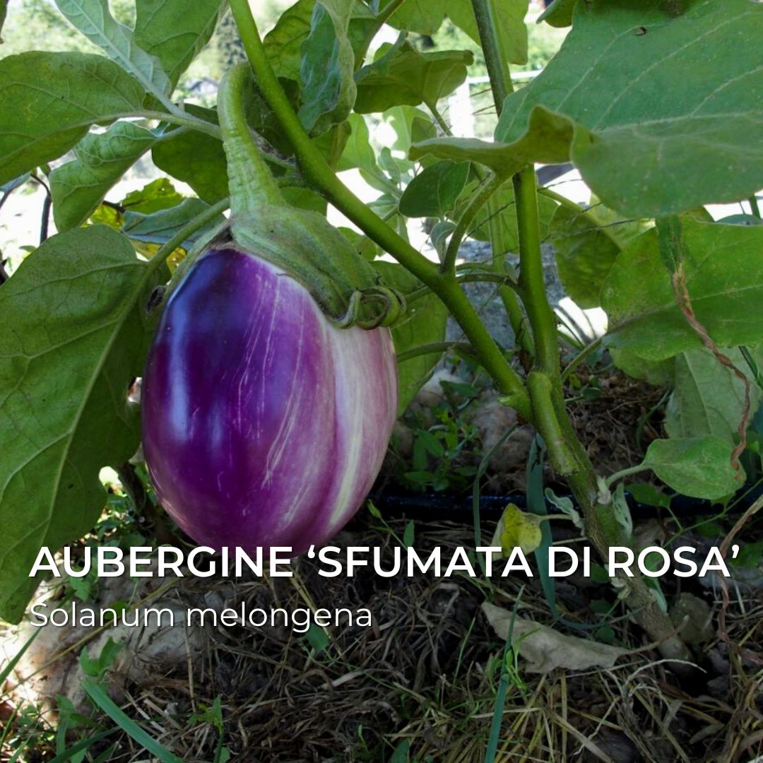 GRAINES - Aubergine 'Rotonda Bianca Sfumata di Rosa' (Solanum melongena)