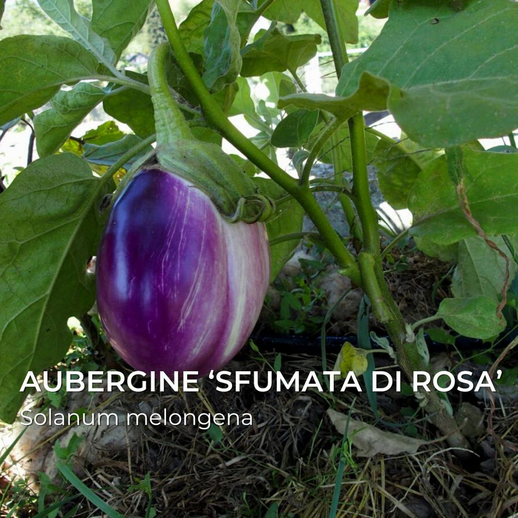 GRAINES - Aubergine 'Rotonda Bianca Sfumata di Rosa' (Solanum melongena)