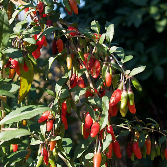 GRAINES de Baie de Goji Lycium barbarum plantes potagères petits fruits monde végétal