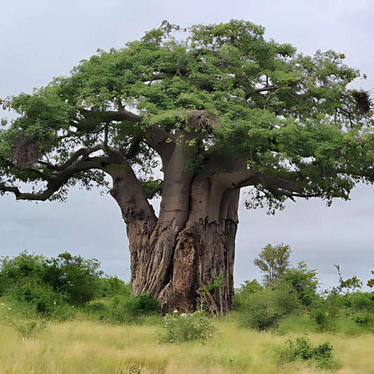 GRAINES de Baobab Africain Adansonia digitata monde végétal plantes africaines rares