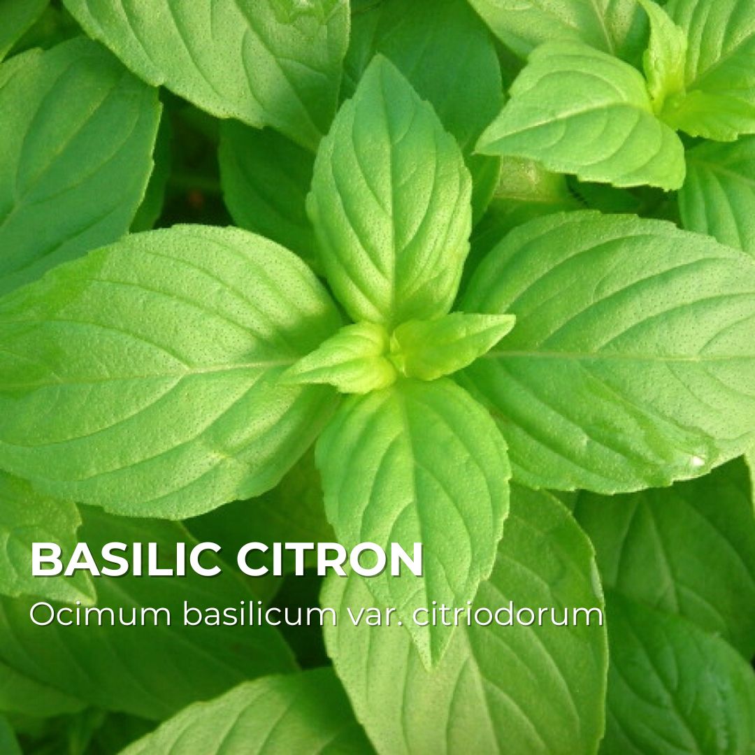 Basilic Citron — Graines