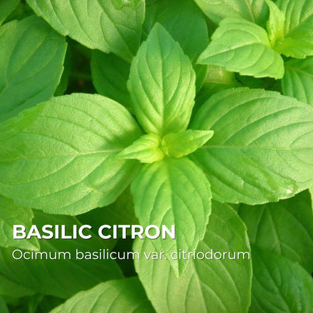 Basilic Citron (Ocimum × africanum)