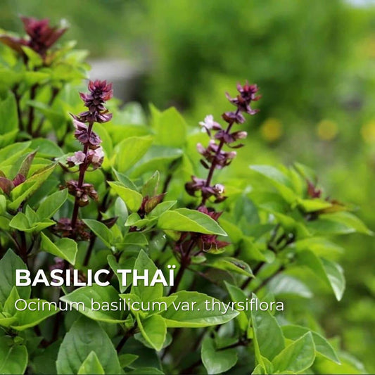 GRAINES - Basilic Thaï (Ocimum basilicum var. thyrsiflora)