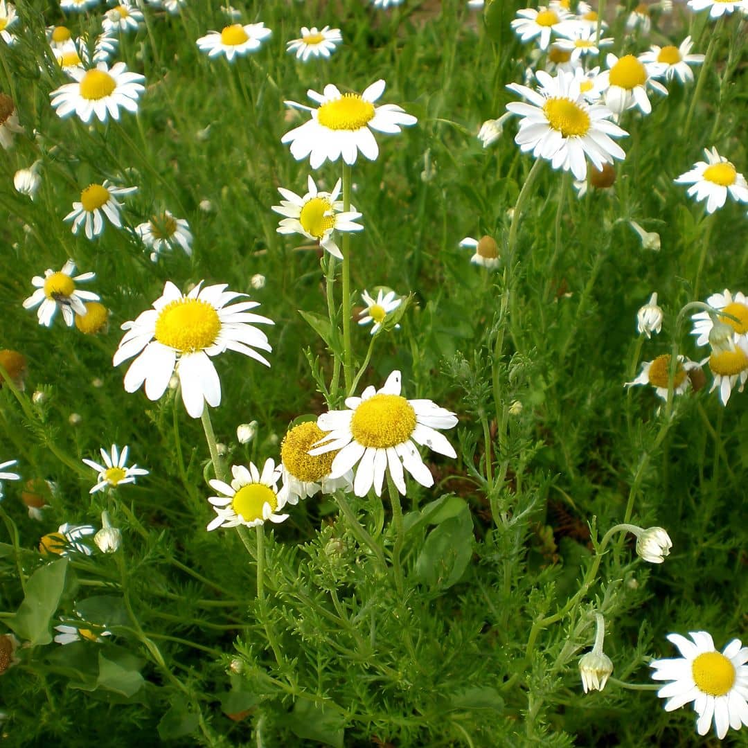 GRAINES de Camomille romaine chamaemelum nobile plantes médicinales et infusions monde végétal