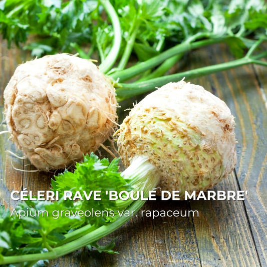 GRAINES - Céleri-Rave 'Boule de Marbre' (Apium graveolens var. rapaceum)