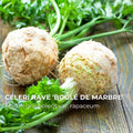 Graines de céleri-rave Boule de Marbre