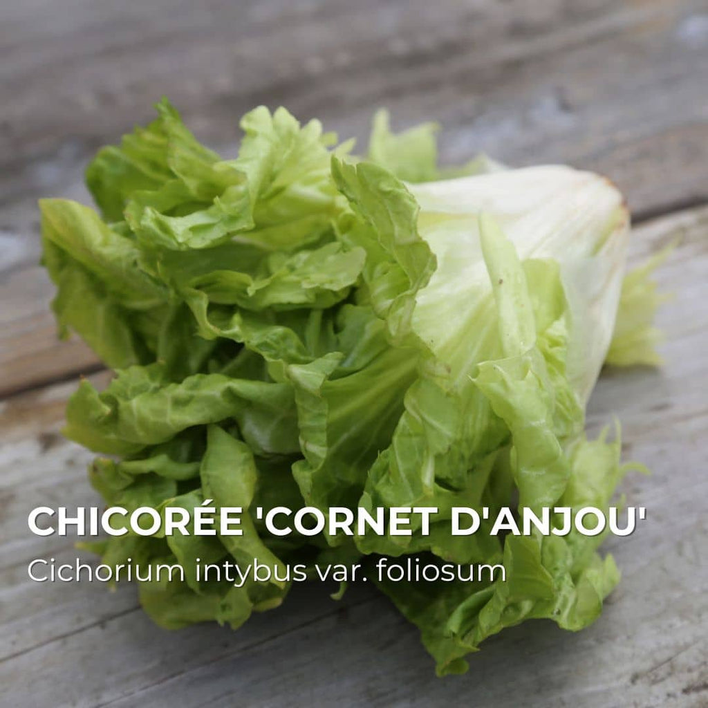 GRAINES - Chicorée 'Cornet d'Anjou' (Cichorium intybus)