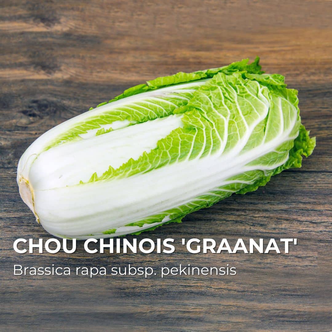 GRAINES - Chou Chinois 'Granaat' (Brassica rapa subsp. pekinensis)