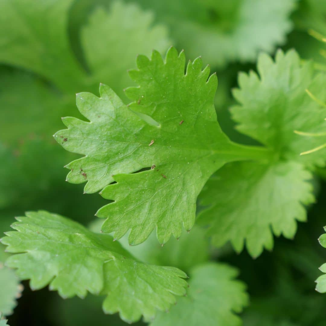 GRAINES de Coriandre à semer Coriandrum sativum plantes aromatiques monde végétal