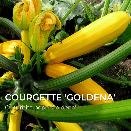 GRAINES - Courgette Jaune 'Goldena' (Cucurbita pepo 'Goldena')