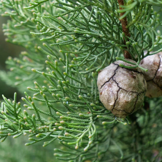 GRAINES de Cyprès méditerranéen Cyprès commun Cupressus sempervirens monde végétal