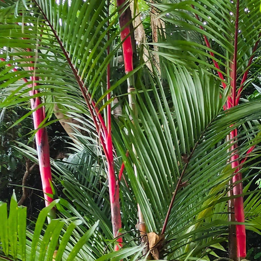 GRAINES de Cyrtostachys renda Palmier rouge rare et insolite monde végétal