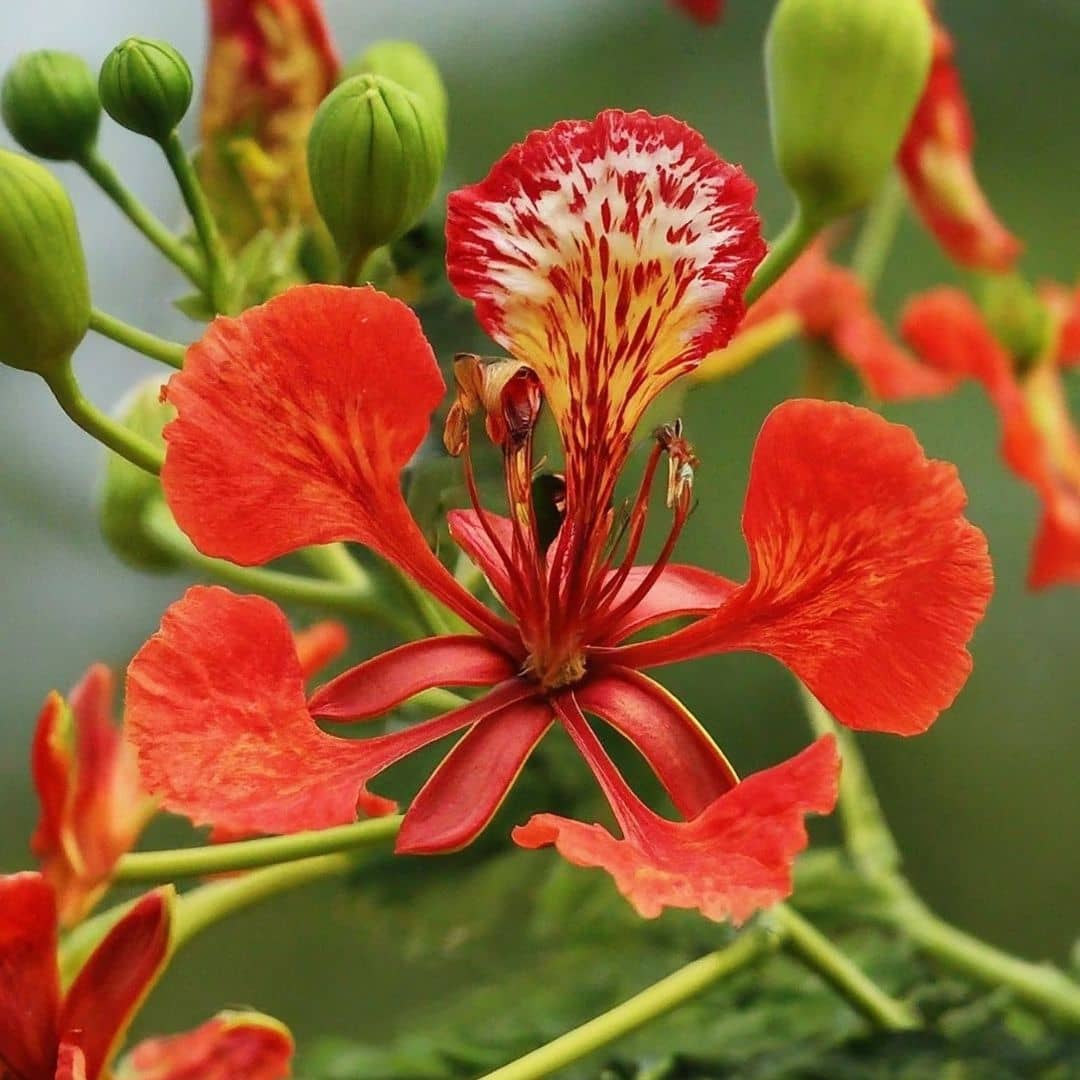GRAINES de Delonix regia Flamboyant Rouge Monde Végétal plantes rares