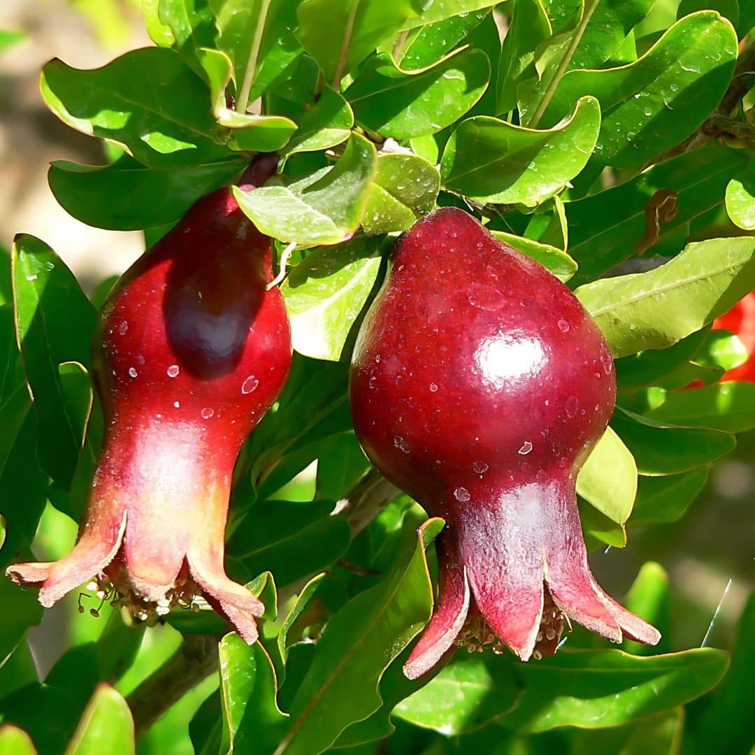 GRAINES de Grenadier Nain Punica granatum nana monde végétal plantes rares