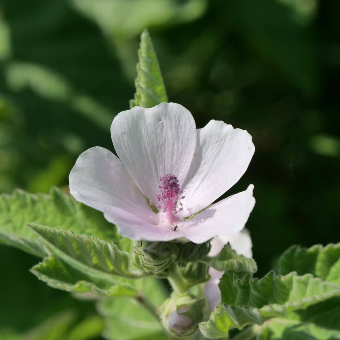 Graines Guimauve Officinale Althea Officinalis Plante M dicinale graines-guimauve-officinale-althea-officinalis-plante-m-dicinale