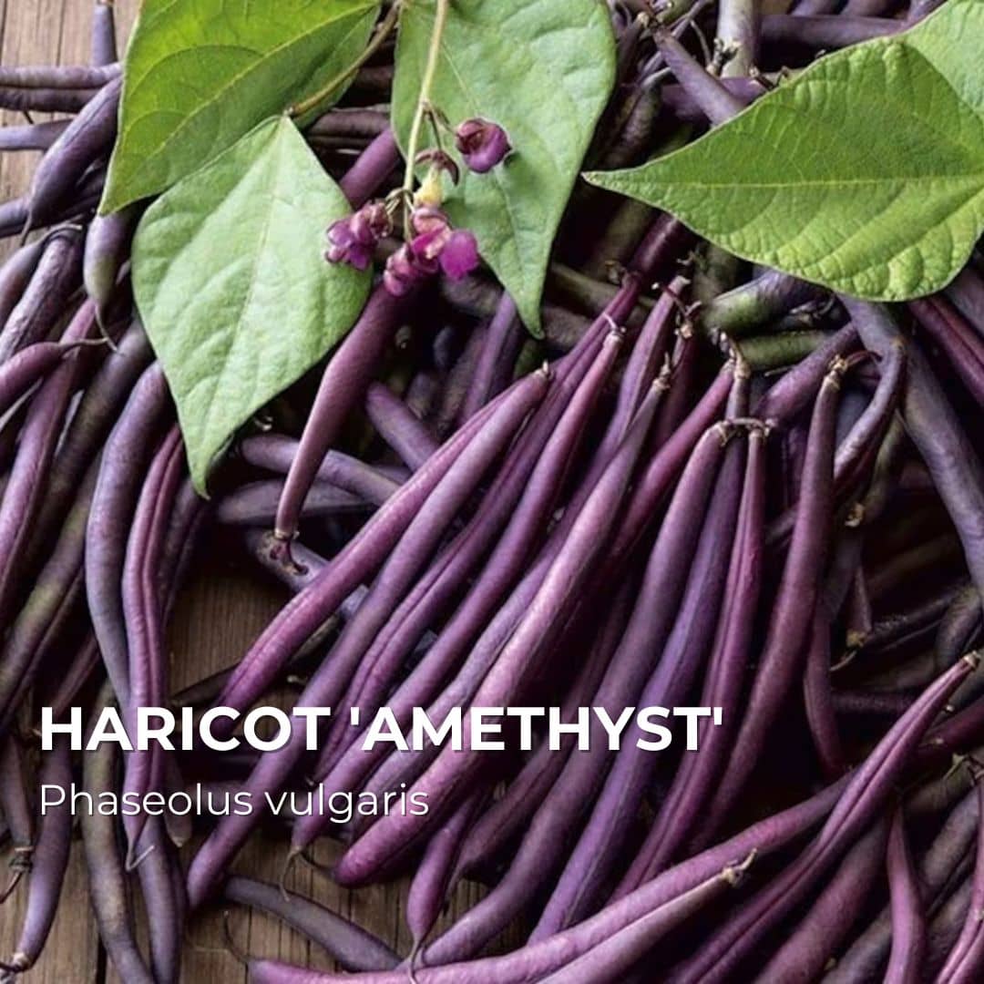 GRAINES - Haricot 'Amethyst' (Phaseolus vulgaris)