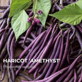 Haricot Amethyst