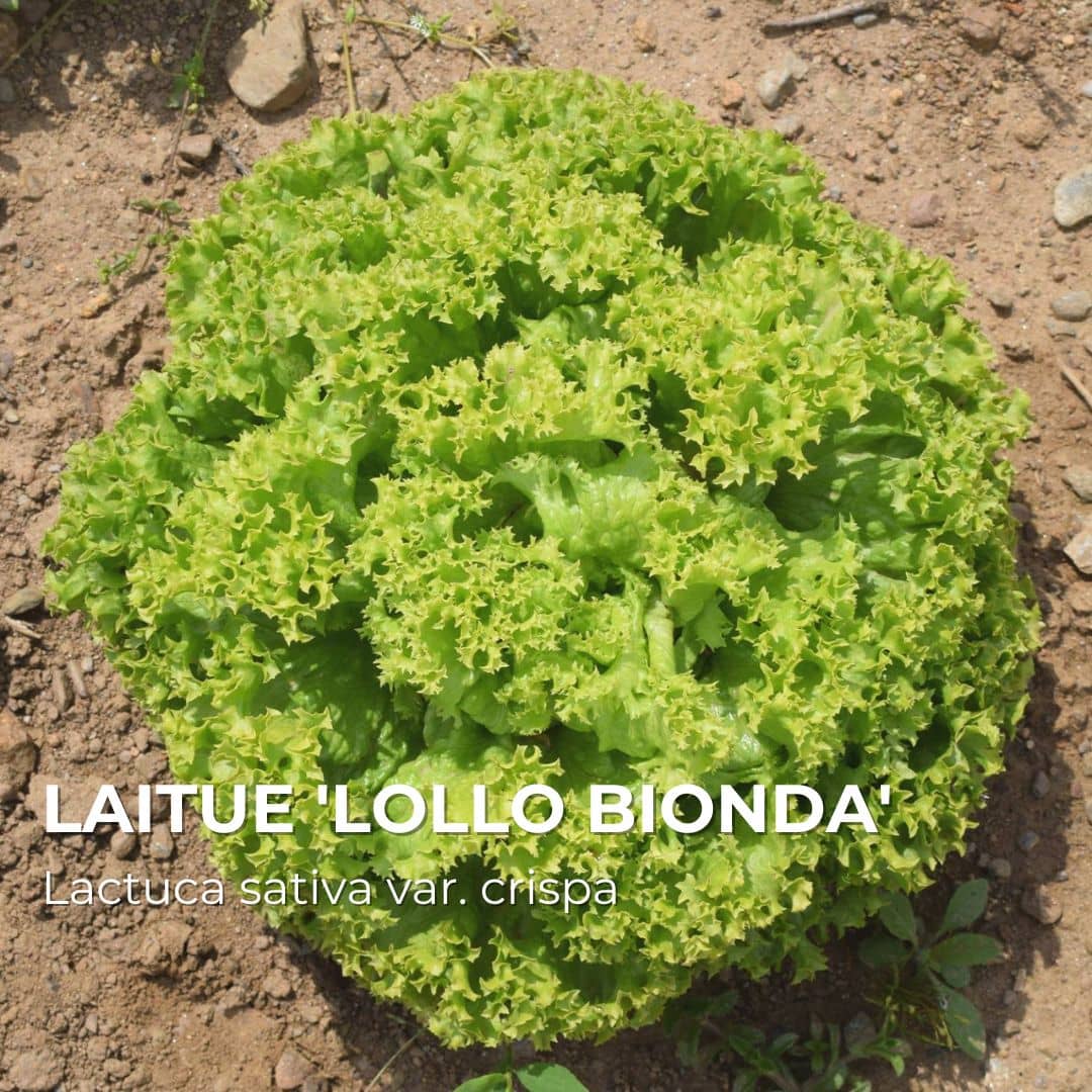 GRAINES - Laitue 'Lollo Bionda' (Lactuca sativa var. crispa)