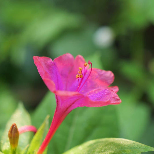 GRAINES - Belle de Nuit Rose (Mirabilis jalapa)