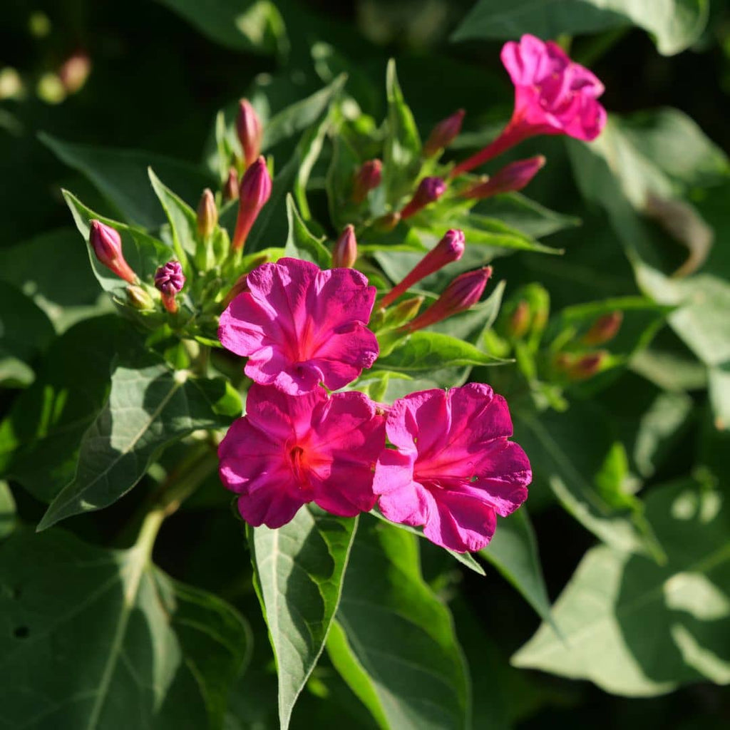 Belle-de-nuit rose — Graines