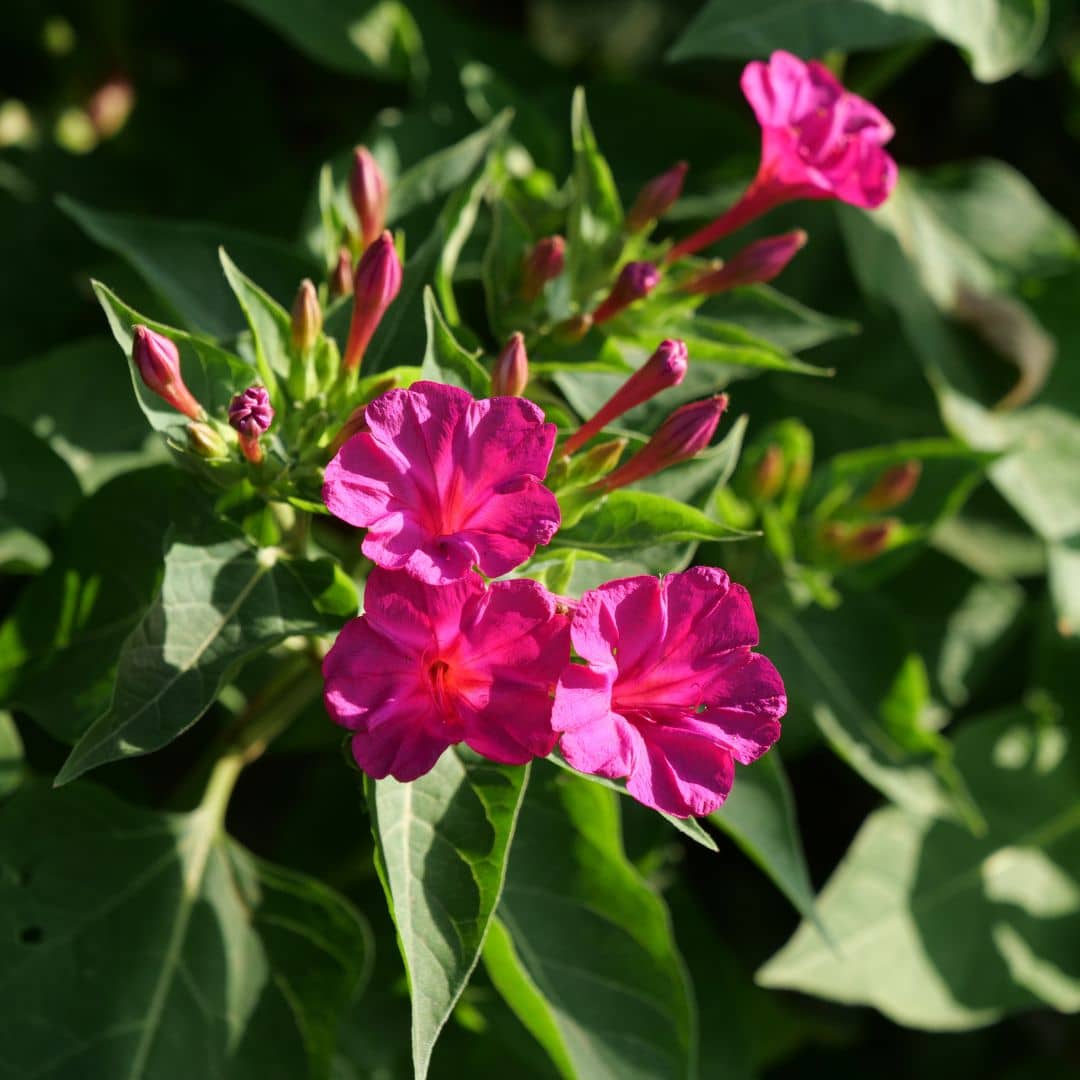 Belle-de-nuit rose — Graines