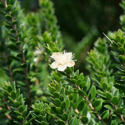 GRAINES de Myrtus communis Myrte Commun plantes de garrigue monde à cultiver monde végétal