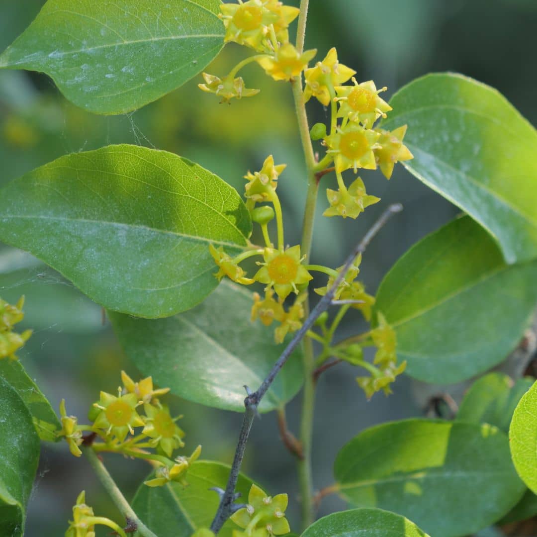 GRAINES de Paliurus australis épine du christ arbuste épineux mellifère plantes sauvages à cultiver monde végétal