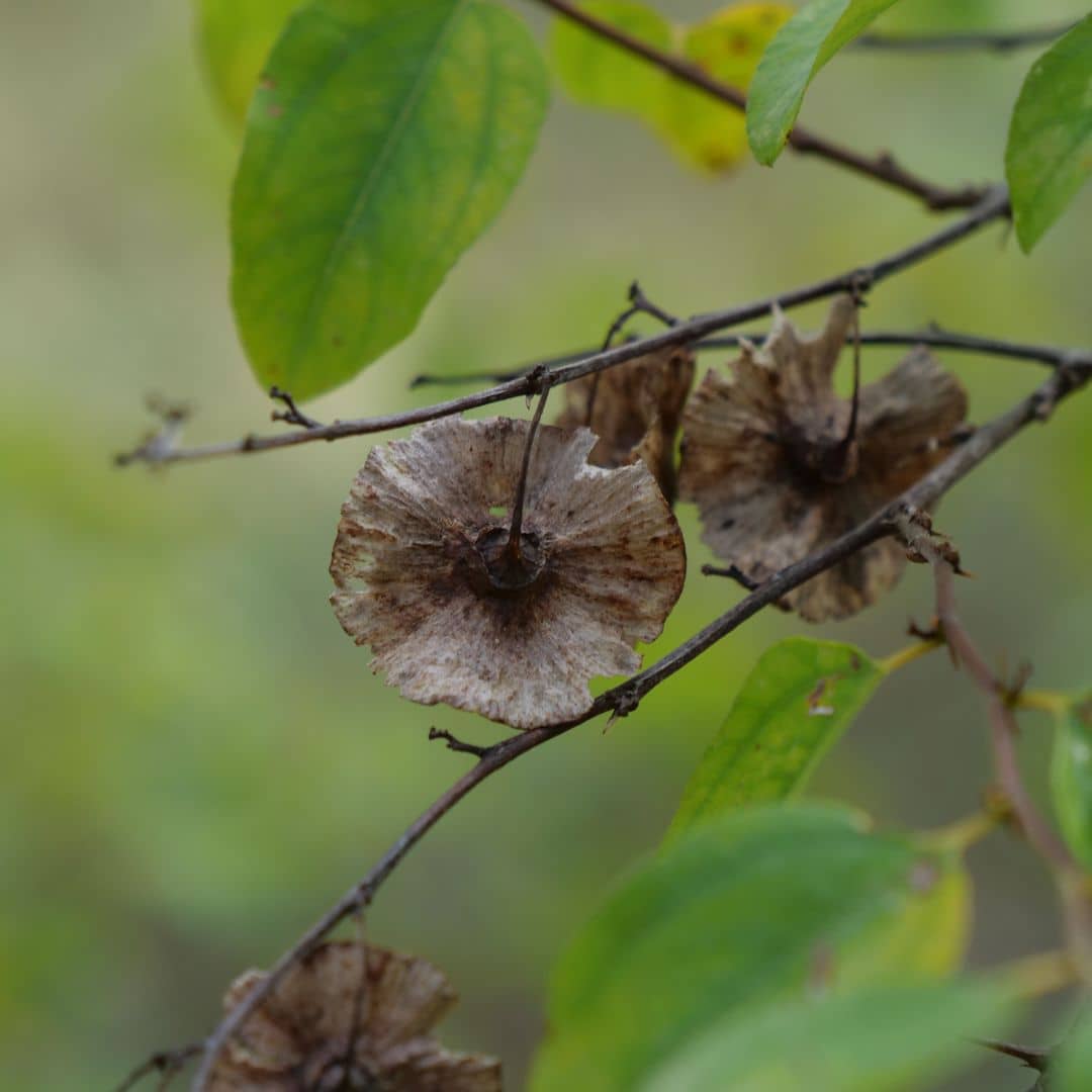 GRAINES de Paliurus australis épine du christ plantes méditerranéennes rares et médicinales monde végétal