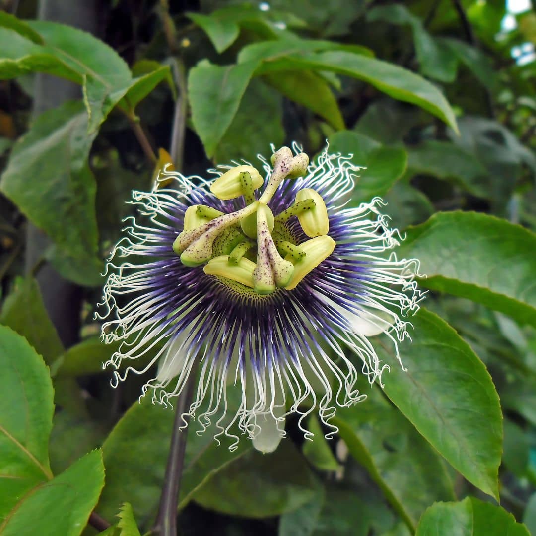 GRAINES de Passiflora edulis fruit de la passion plantes comestibles rares monde végétal