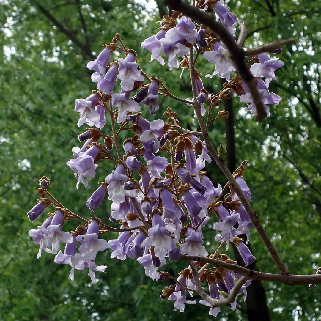 GRAINES de Paulownia tomentosa monde végétal