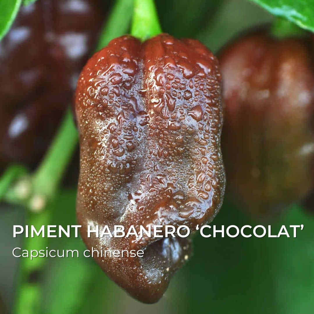 GRAINES - Piment Habanero 'Chocolat' (Capsicum chinense) - Monde Végétal