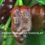 Piment Habanero Chocolat