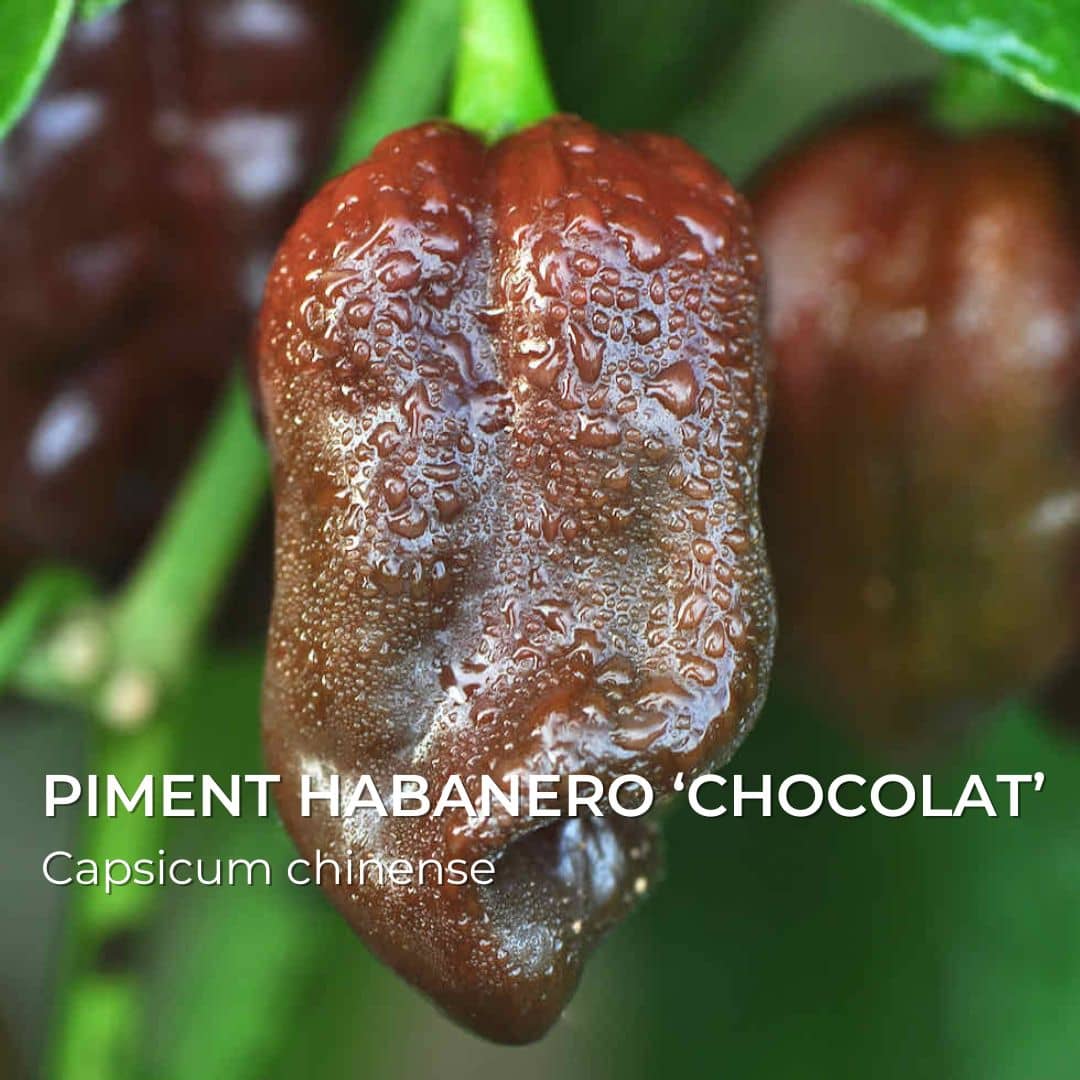 Piment Habanero Chocolat — Graines