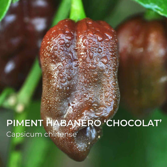 Graines de piment Habanero Chocolat