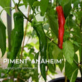 Piment Anaheim